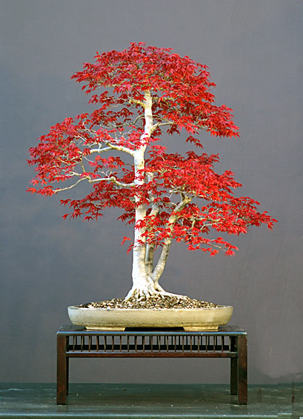 Dsc_3613v.jpg