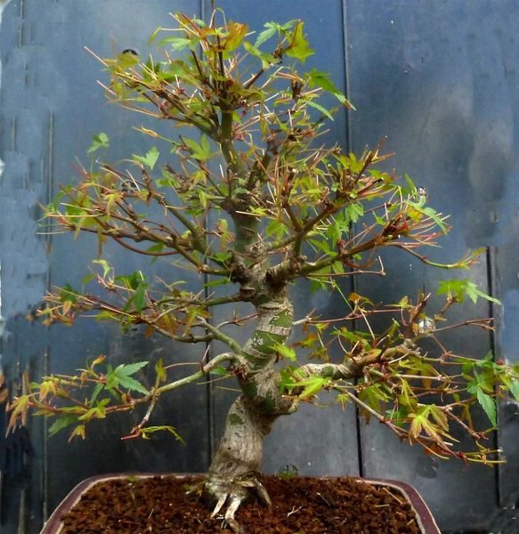 Acer_palmatum_01_03.jpg