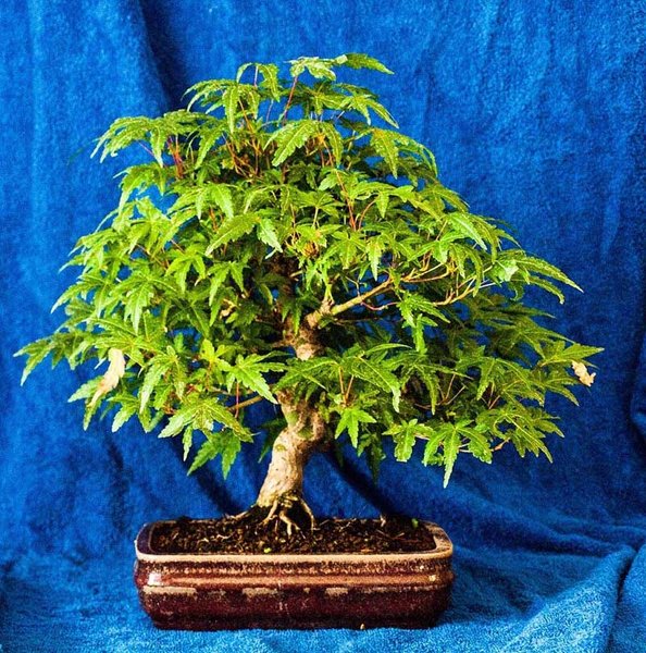 Acer_palmatum_01_04.jpg