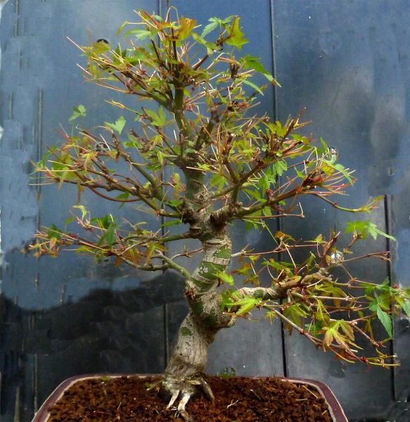 Acer_palmatum_01_03.jpg