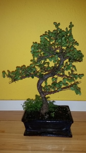 Mein erster Bonsai von der Messe, dringendste Frage: Wie bekomme ich die recht stabile Krone wieder zurück über die Wurzel?