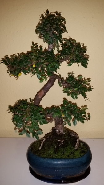 Mein schönster Bonsai, der mich bezüglich meiner Gestaltung etwas frustrierte. ich scheint mir die Schale etwas klein. Leider ist dieser Online-Händler nicht sehr umgänglich.