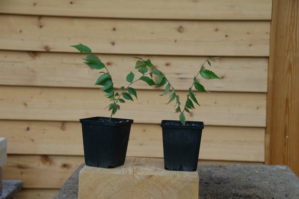comp_3915 (71).jpg
