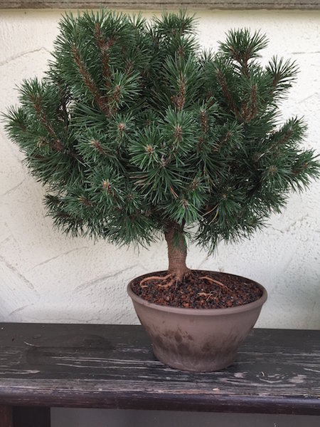 Pinus mugo mops #1