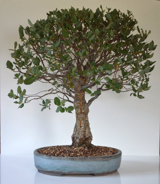 Korkeiche, Mischform, Stamm nicht ganz gerade, untere Äste zu schwach
