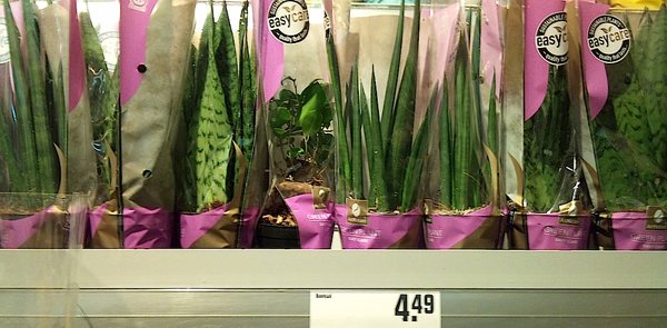 Shohin-Display ala REWE
