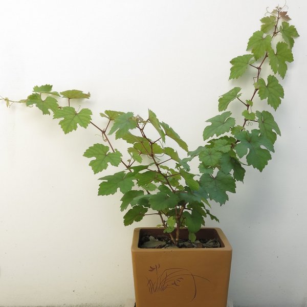 2015-09-09_.jpg