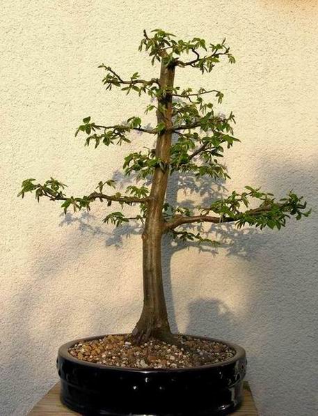 Hainbuche 1.JPG