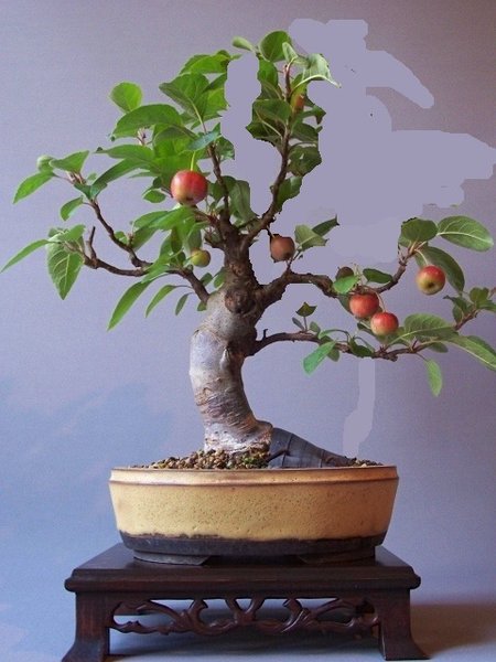 Apfelbaum 1.jpg