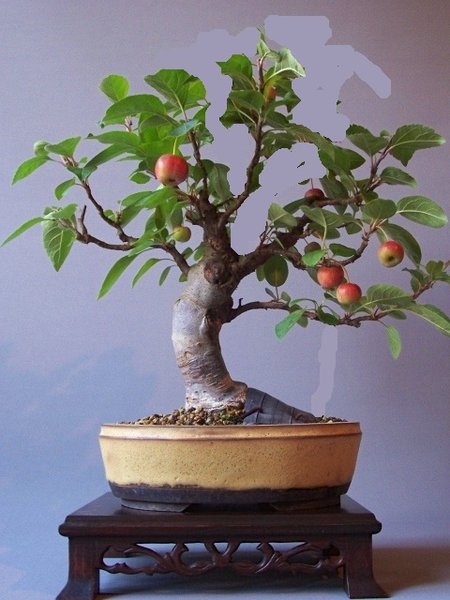Apfelbaum 1.1.jpg