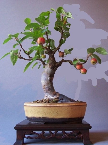 Apfelbaum 2.jpg
