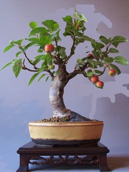 Apfelbaum 2.1.jpg