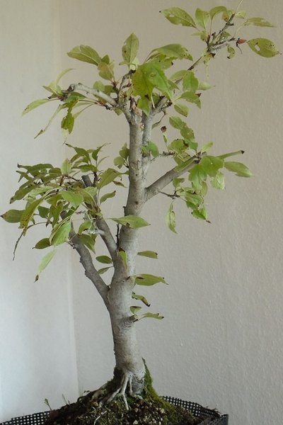träume 010ab.jpg