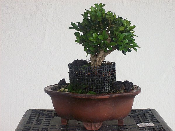 comp_Buchs 092015. 2.jpg