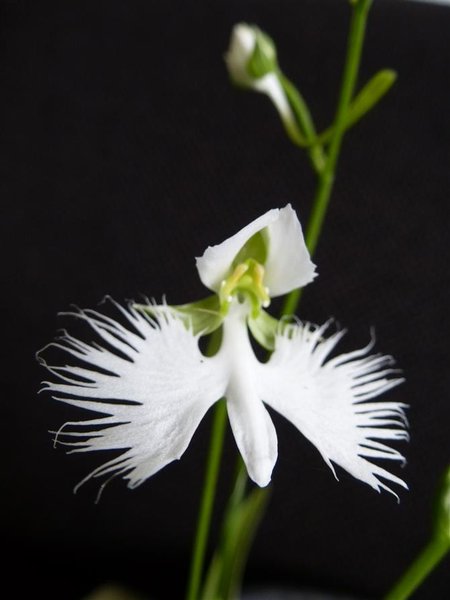 Vogelblume15 (4).JPG