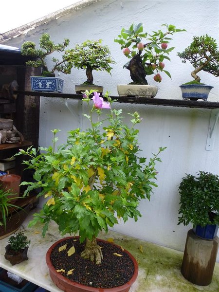 Hibiskus (1) (Individuell).JPG