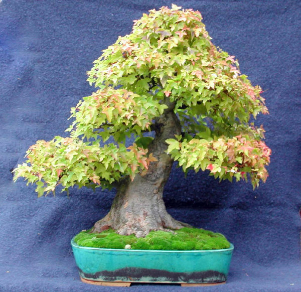 3-Spitz Ahorn.JPG