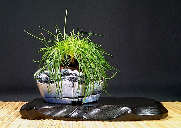 Gartengrasnelke - Schale aus Beton von "5m"