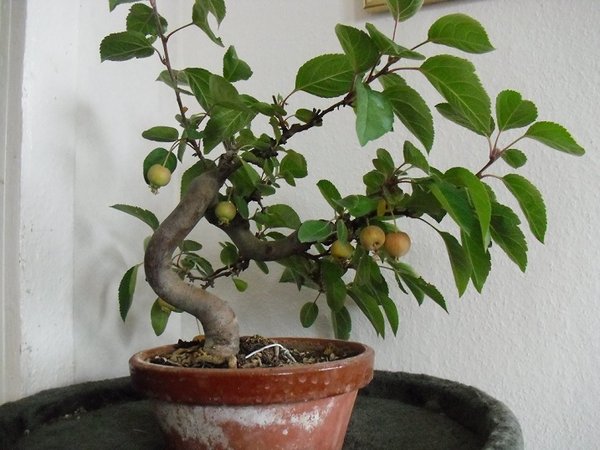 herbstbonsai 002a.jpg