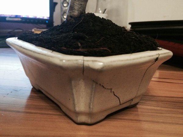 Apfel Schale.jpg