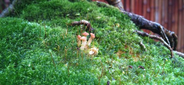 DSC02012.JPG