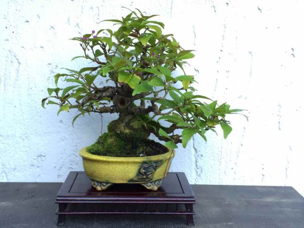 callicarpa1.jpg