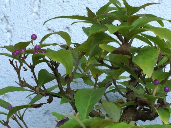 callicarpa2.jpg