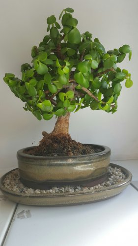 bonsai2.m.jpg