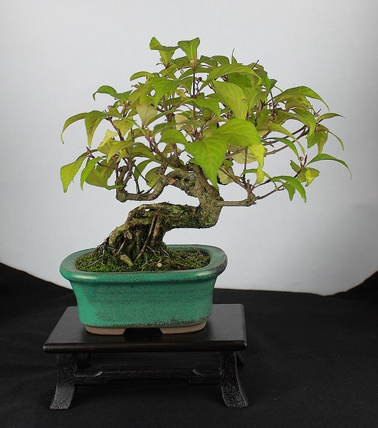 Callicarpa_201509_002_e.jpg