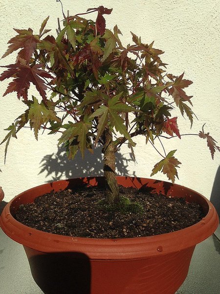 Acer palmatum