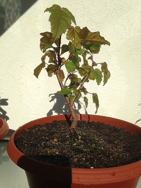 Acer ginnala