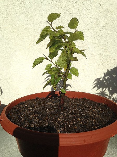 Carpinus betulus Nr.1