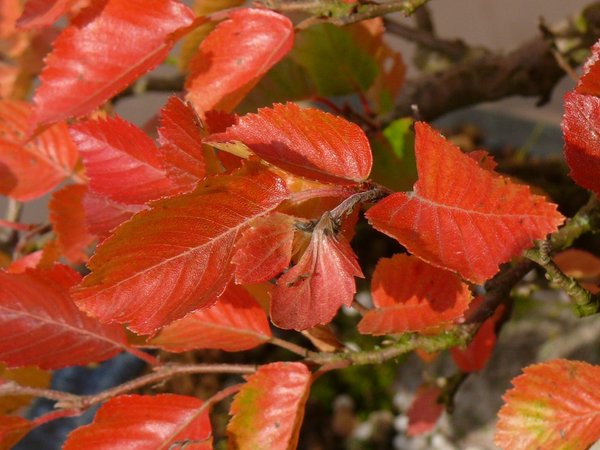 In der Mitte eine Frucht, genauso rot wie die Blätter