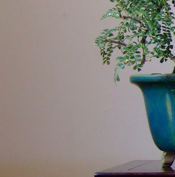 Hier etwas mehr vom Bonsai