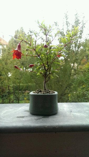 Granatapfel
