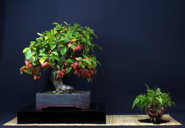 Apfel Bonsai im Herbstkleid - Malus Evereste