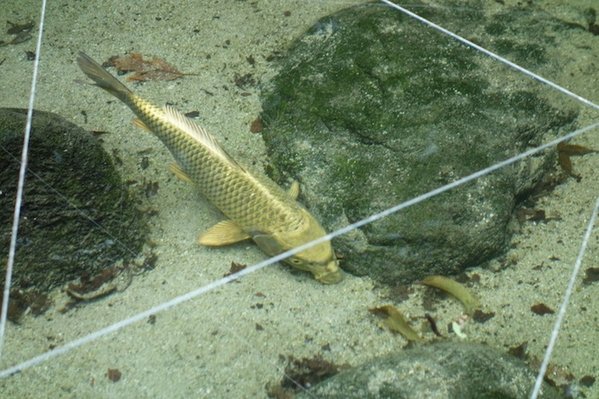 Ein goldener Koi