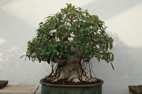 Ficus.jpg
