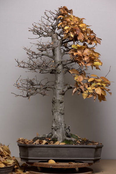 PHR_1755_34573.JPG