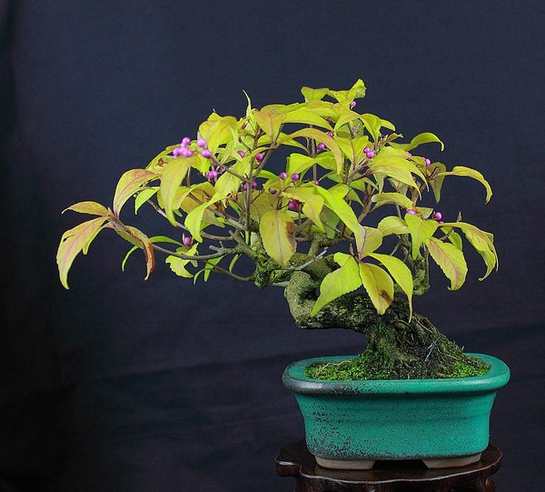 Callicarpa_201510_002_d.jpg