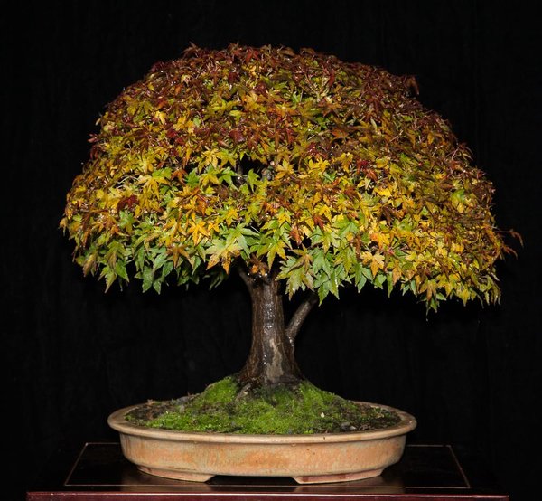 herbstmisimiezcomp10.jpg