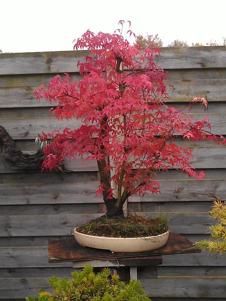 Acer Katzura.jpg