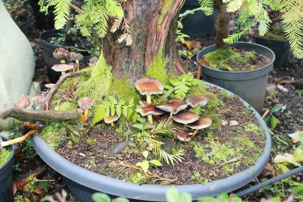 Die Sumpfi mit Pilze. Noch ist die grün und treibt neu !!! Komischer Baum