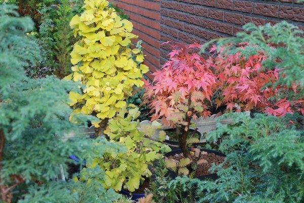 Bunt