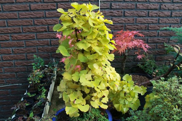 Ginkgo groß