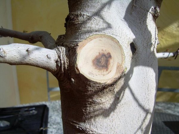 Abgeschnitten und etwas vertieft und geglättet