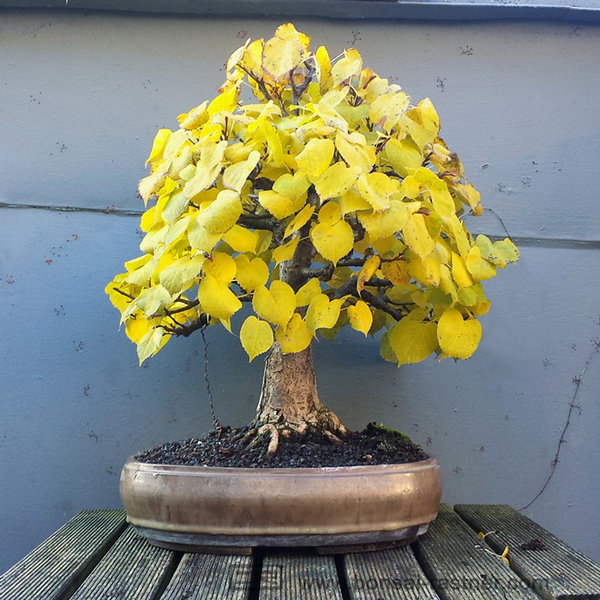 Winterlinde Herbst 2015
