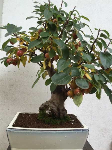 Malus Evereste Herbst Okt. 2015