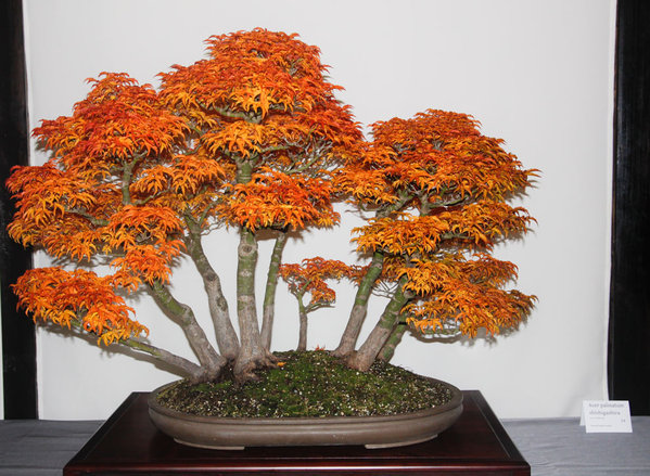Acer_3.jpg