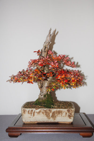 Berberis.jpg